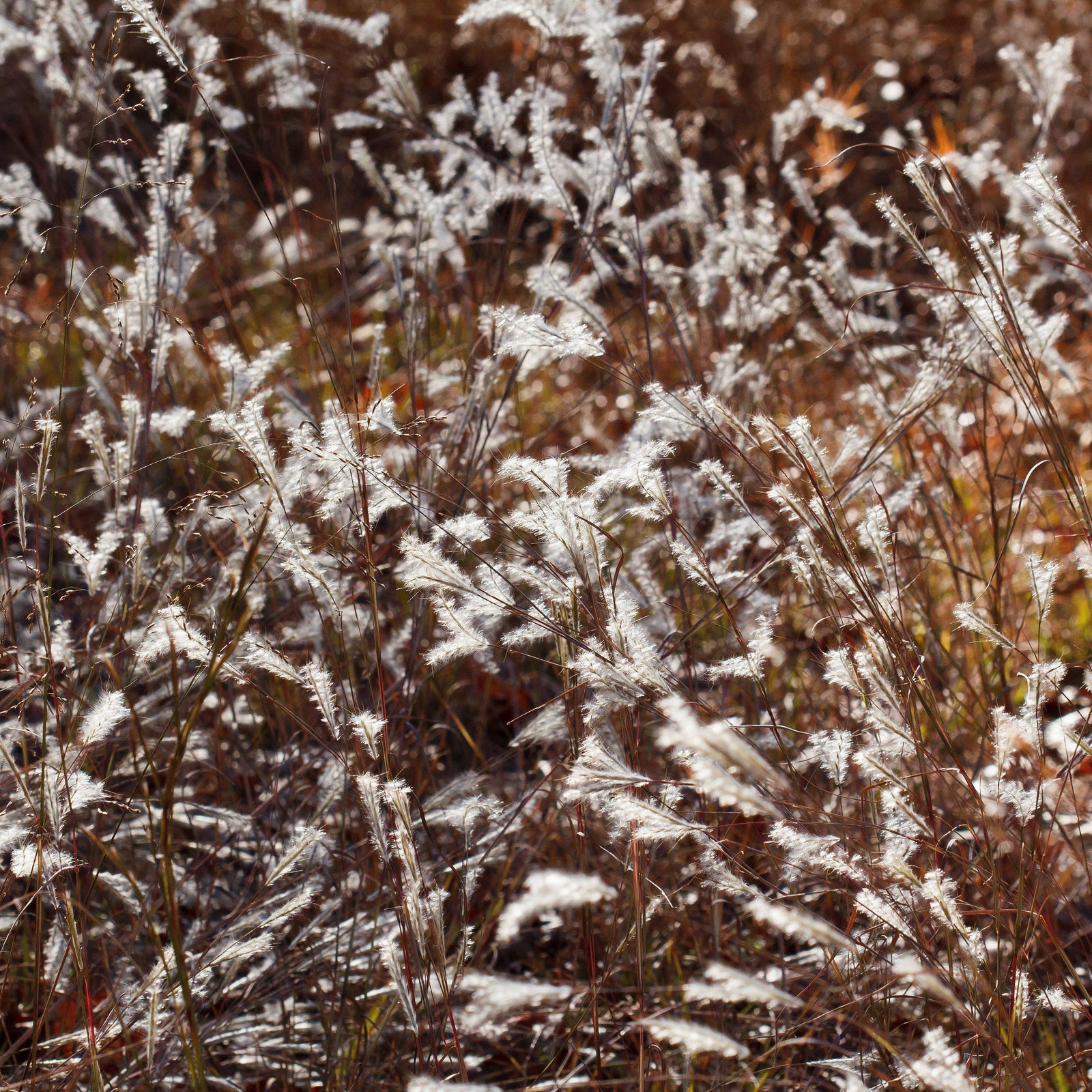 Andropogon ternarius 'Black Mountain' ~ Black Mountain Bluestem-ServeScape