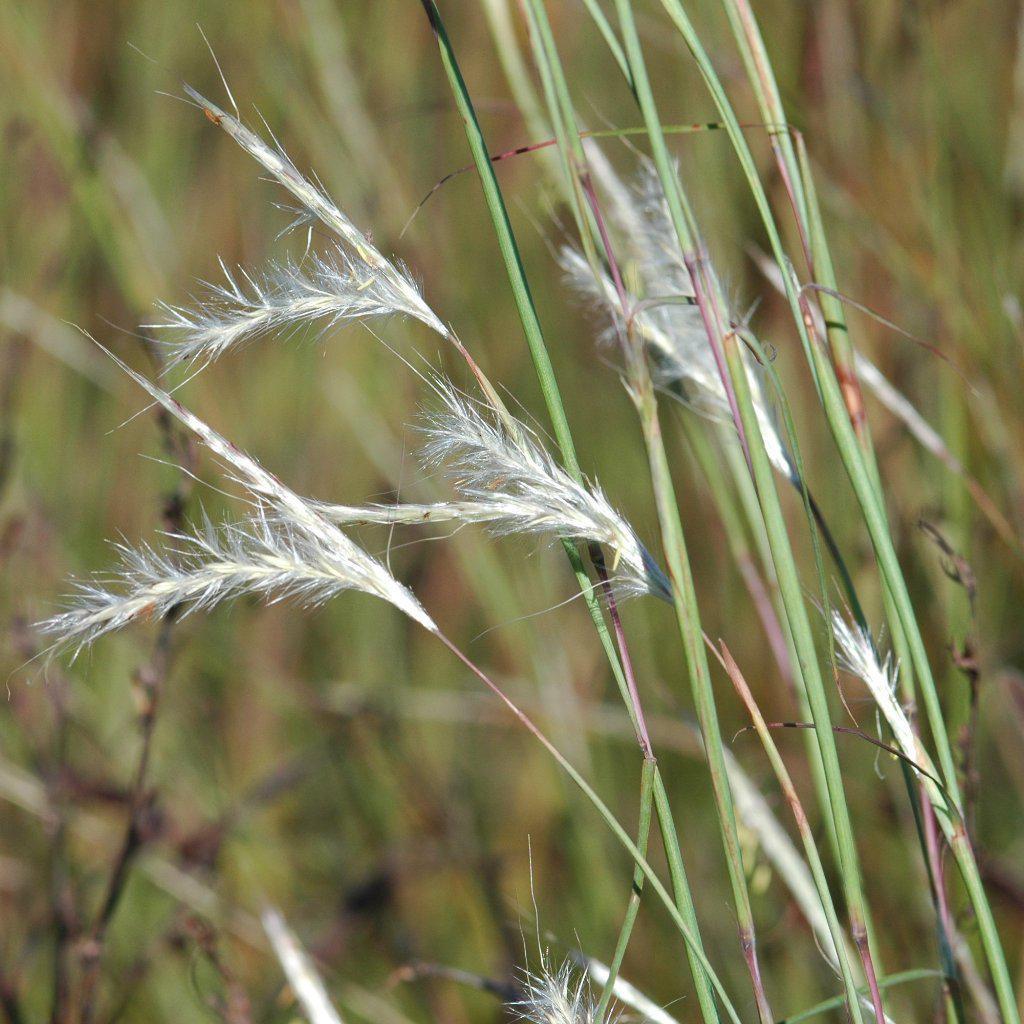 Andropogon ternarius ~ Splitbeard Bluestem - Delivered By ServeScape