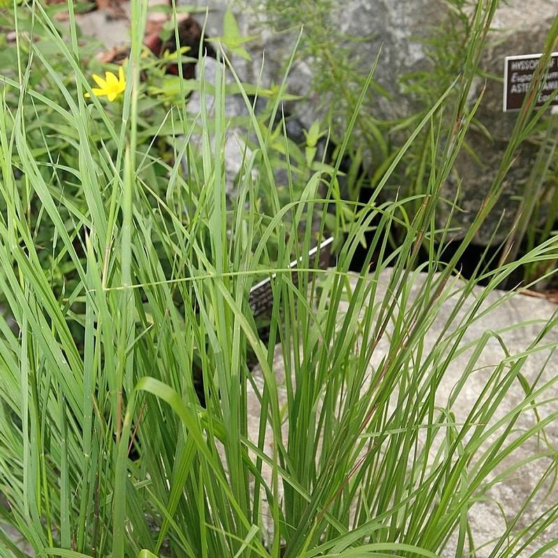 Andropogon virginicus ~ Broomsedge, Yellow Bluestem-ServeScape