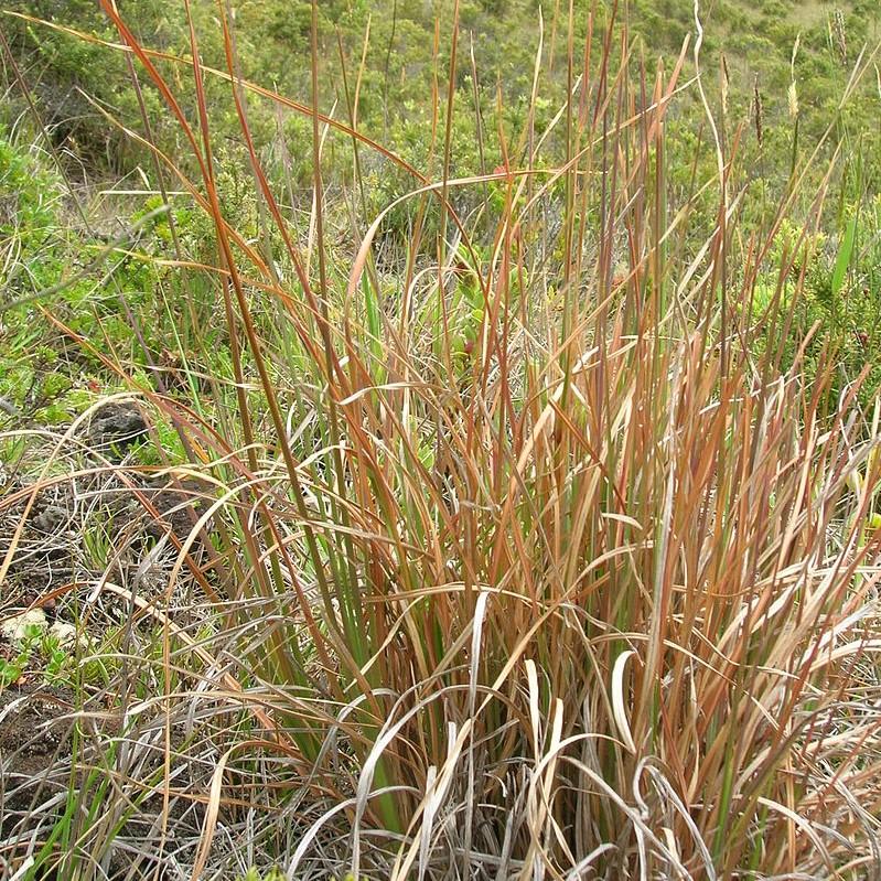 Andropogon virginicus ~ Broomsedge, Yellow Bluestem-ServeScape