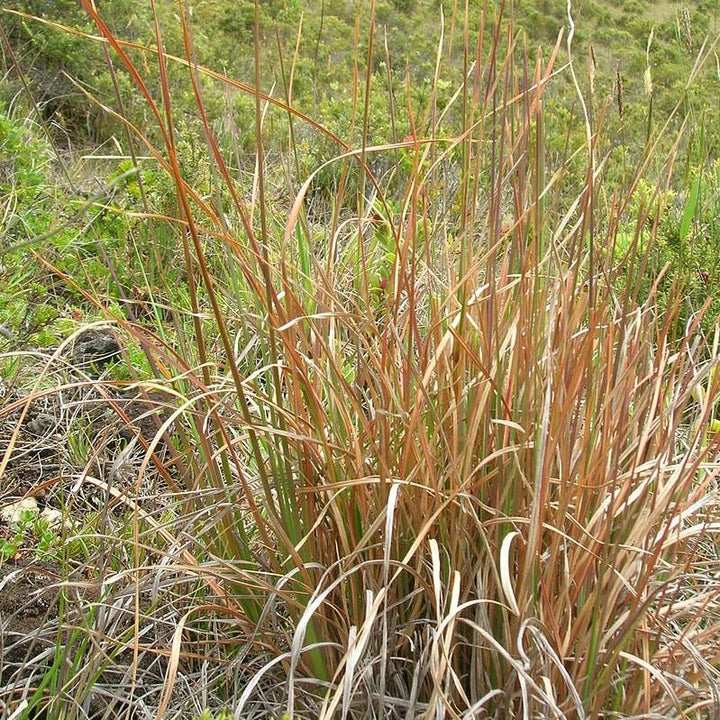 Andropogon virginicus ~ Broomsedge, Yellow Bluestem-ServeScape