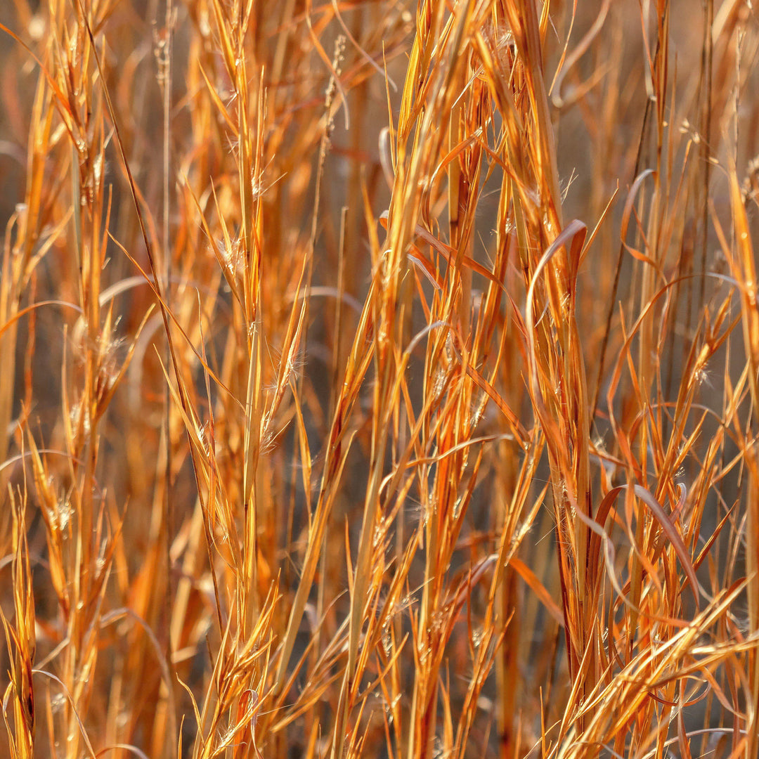 Andropogon virginicus ~ Broomsedge, Yellow Bluestem-ServeScape