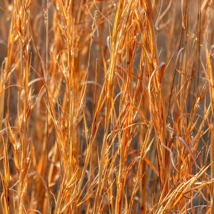 Andropogon virginicus ~ Broomsedge, Yellow Bluestem-ServeScape