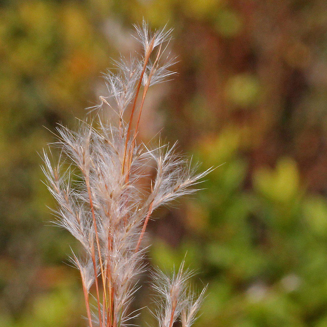 Andropogon virginicus ~ Broomsedge, Yellow Bluestem-ServeScape