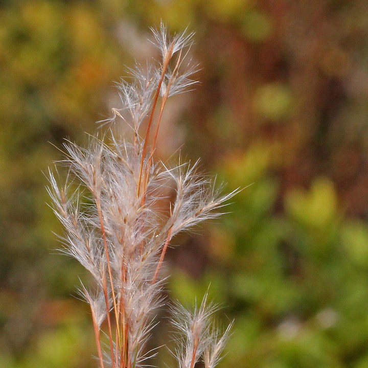 Andropogon virginicus ~ Broomsedge, Yellow Bluestem-ServeScape