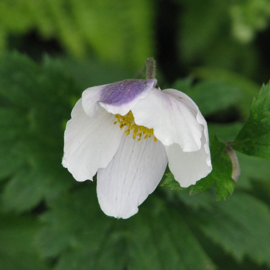 Anemone 'Macane001' ~ Wild Swan™ Anemone-ServeScape