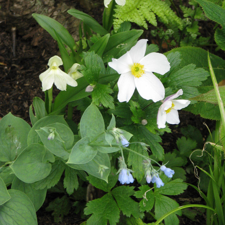 Anemone 'Macane001' ~ Wild Swan™ Anemone-ServeScape