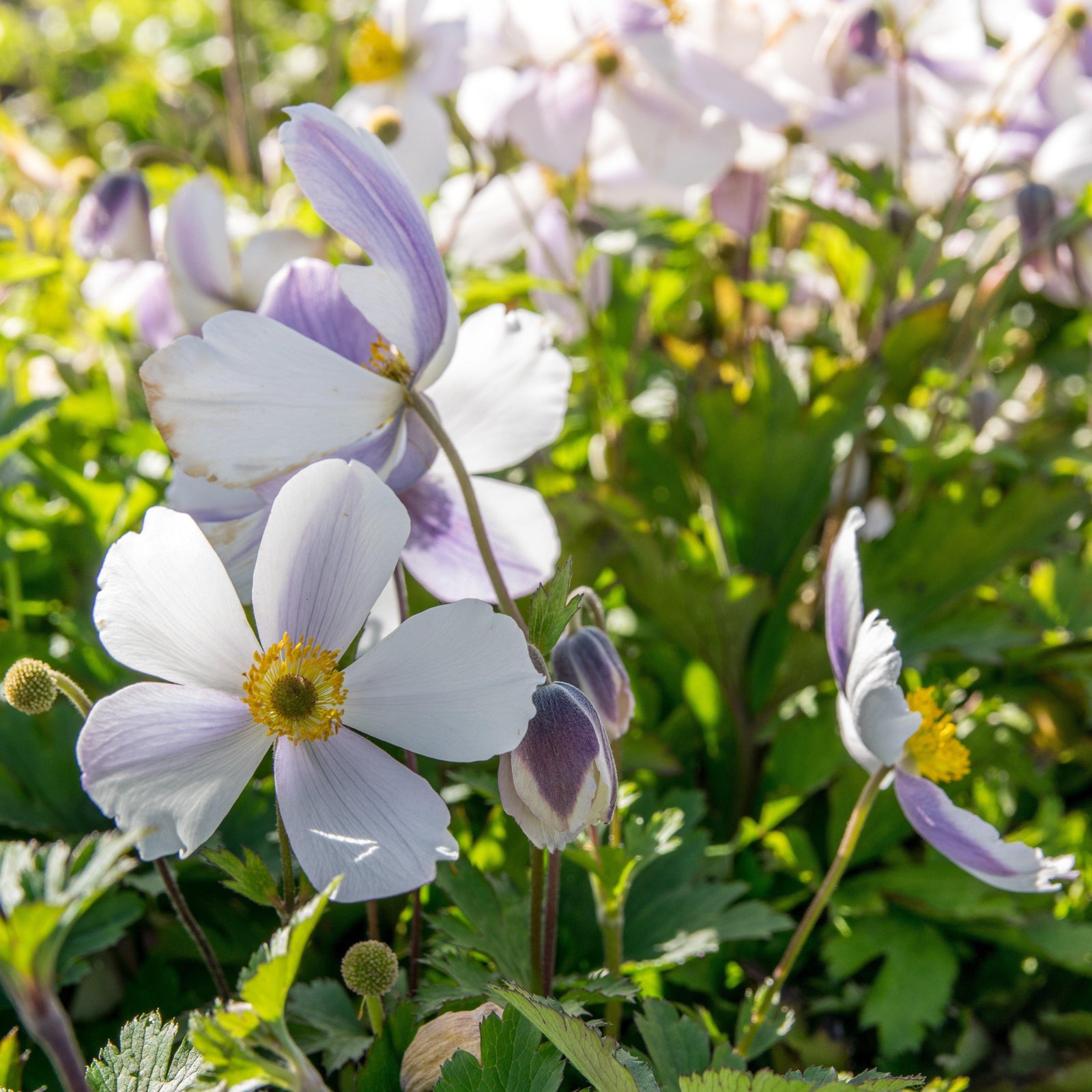 Anemone 'Macane001' ~ Wild Swan™ Anemone - Delivered By ServeScape
