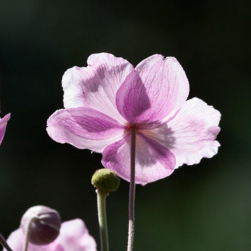 Anemone 'Macane004' ~ Dreaming Swan™ Anemone-ServeScape