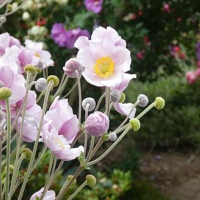 Anemone 'Macane004' ~ Dreaming Swan™ Anemone-ServeScape