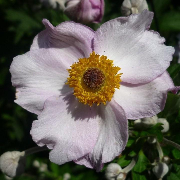 Anemone 'Macane004' ~ Dreaming Swan™ Anemone-ServeScape