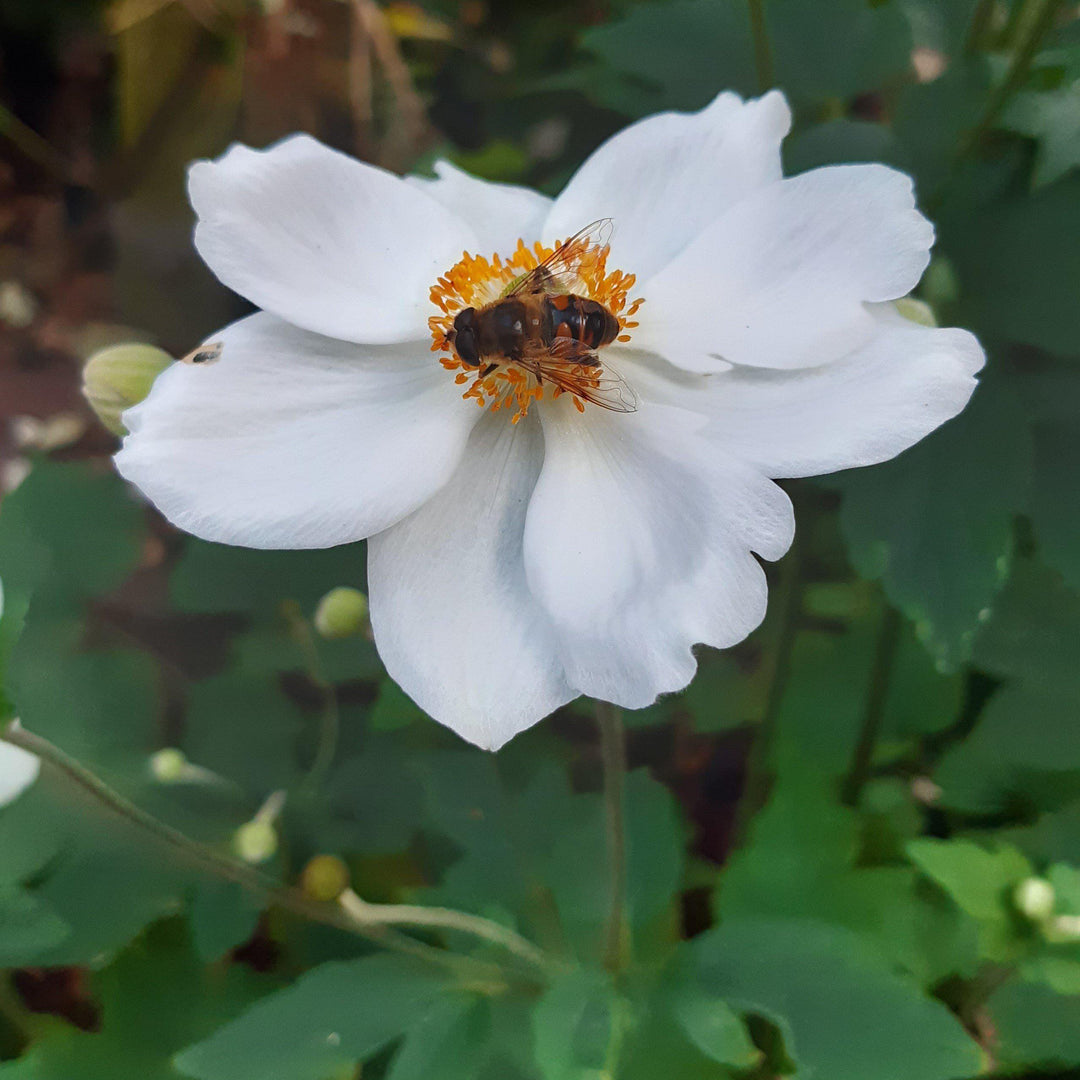 Anemone 'Macane004' ~ Dreaming Swan™ Anemone - Delivered By ServeScape