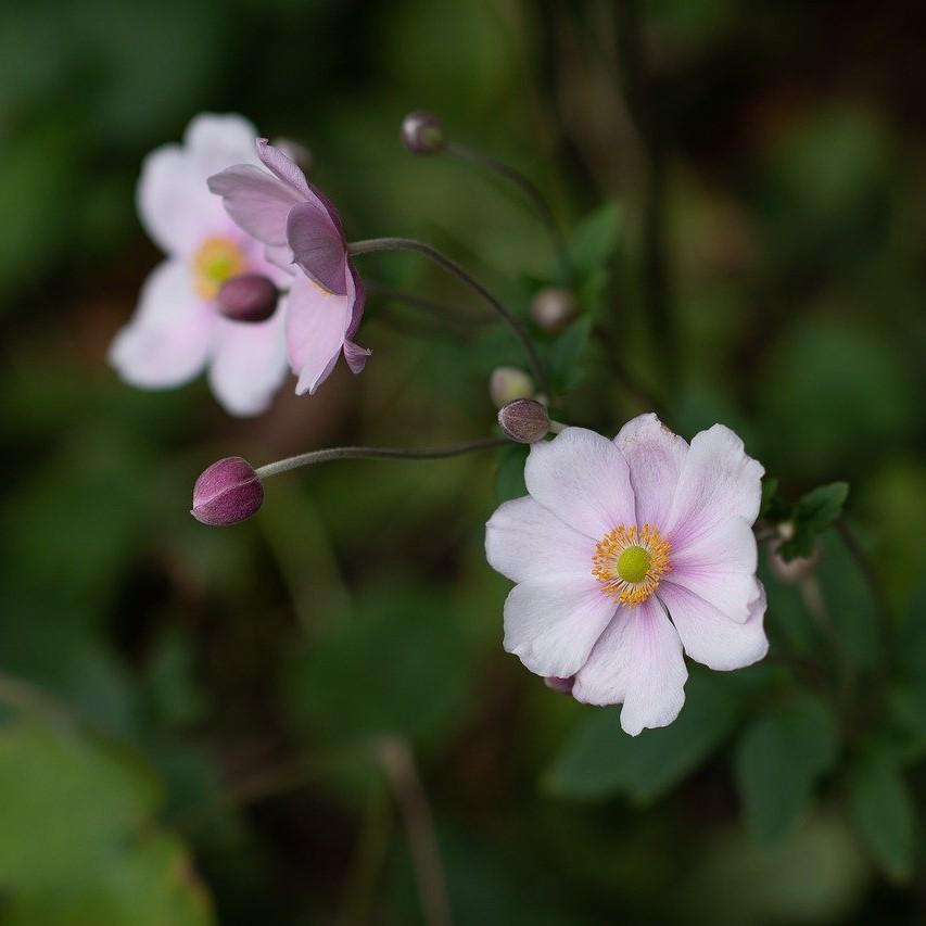 Anemone 'Macane004' ~ Dreaming Swan™ Anemone-ServeScape