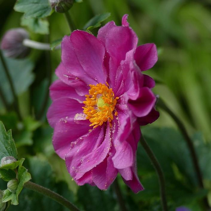 Anemone 'Pretty Lady Julia' ~ Pretty Lady Julia Anemone-ServeScape