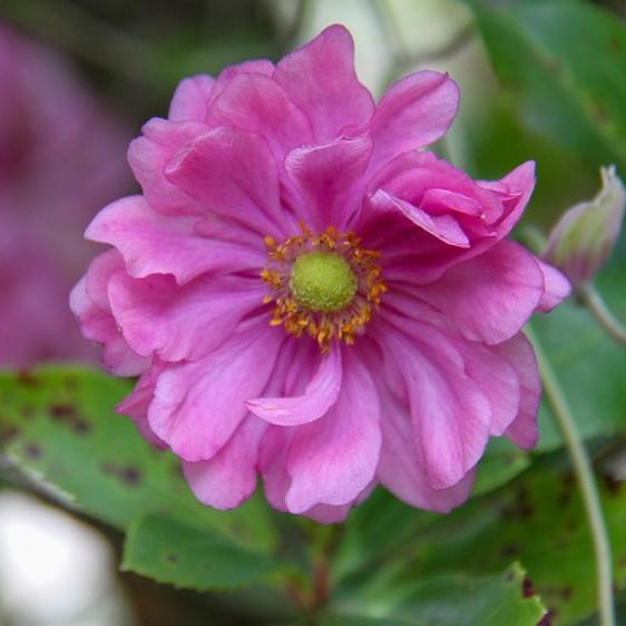 Anemone 'Pretty Lady Julia' ~ Pretty Lady Julia Anemone-ServeScape