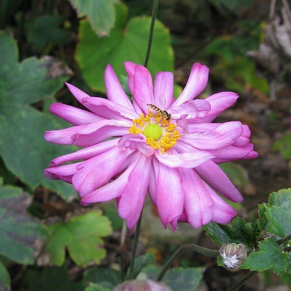 Anemone 'Pretty Lady Julia' ~ Pretty Lady Julia Anemone-ServeScape