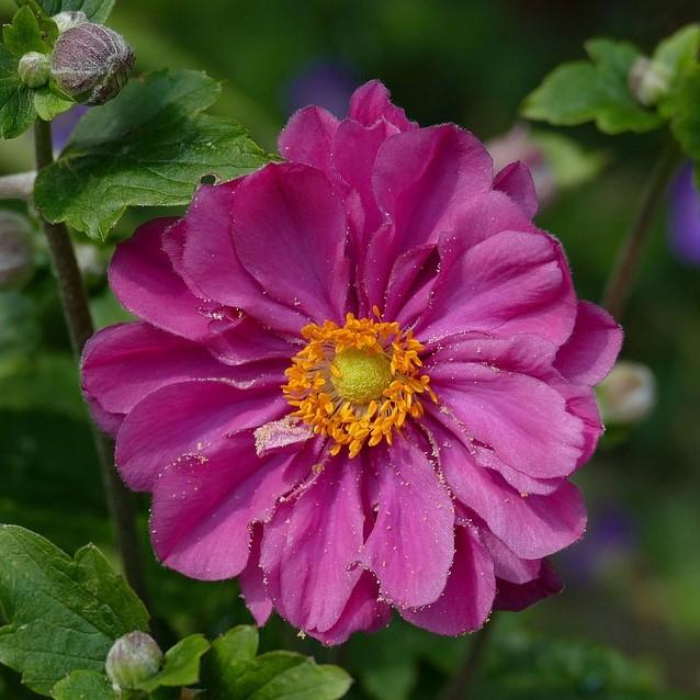 Anemone 'Pretty Lady Julia' ~ Pretty Lady Julia Anemone-ServeScape