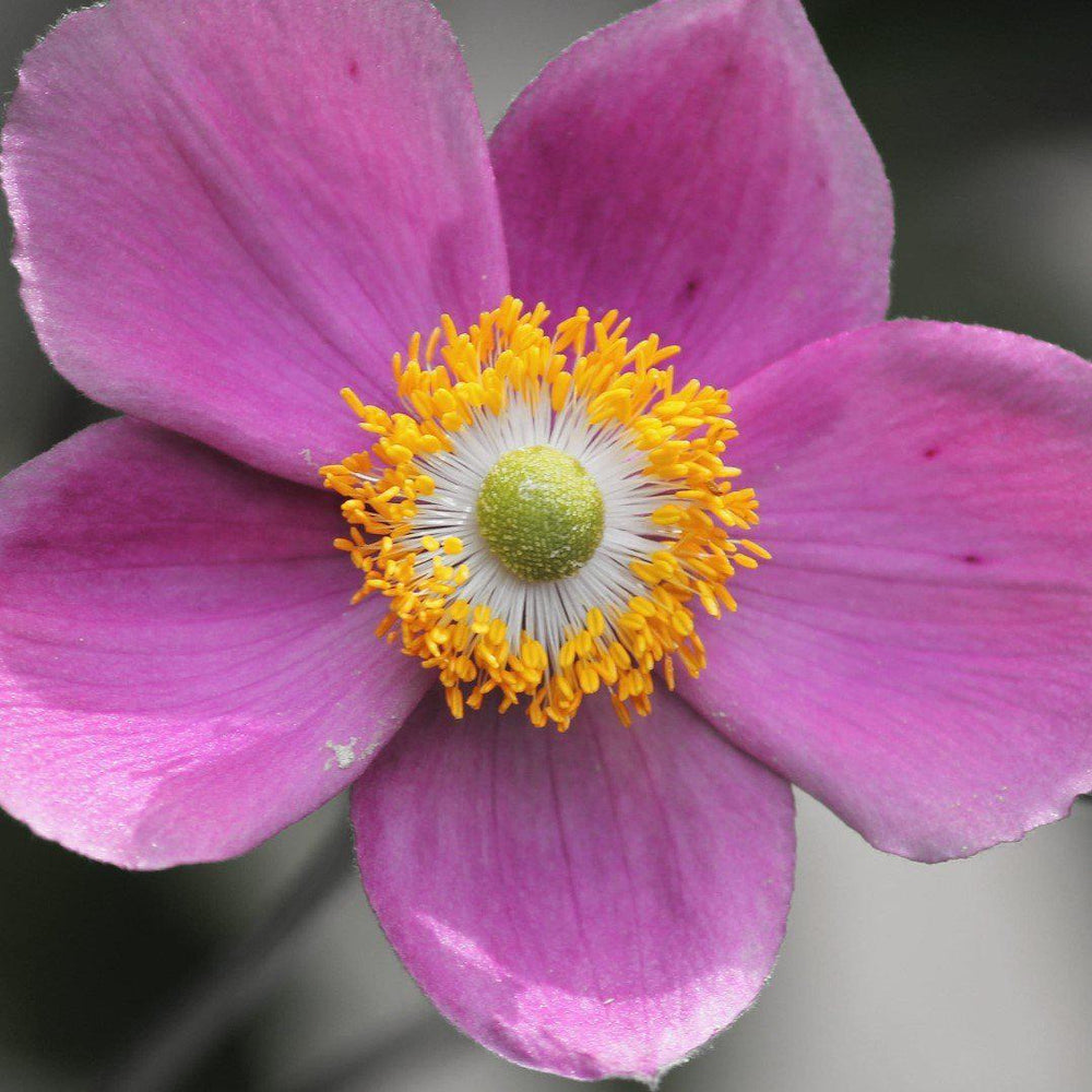 Anemone  'Red Riding Hood' ~  Fantasy™ Red Riding Hood Anemone - Delivered By ServeScape
