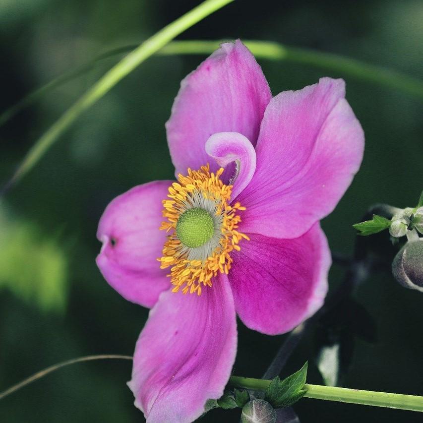 Anemone 'Red Riding Hood' ~ Fantasy™ Red Riding Hood Anemone-ServeScape