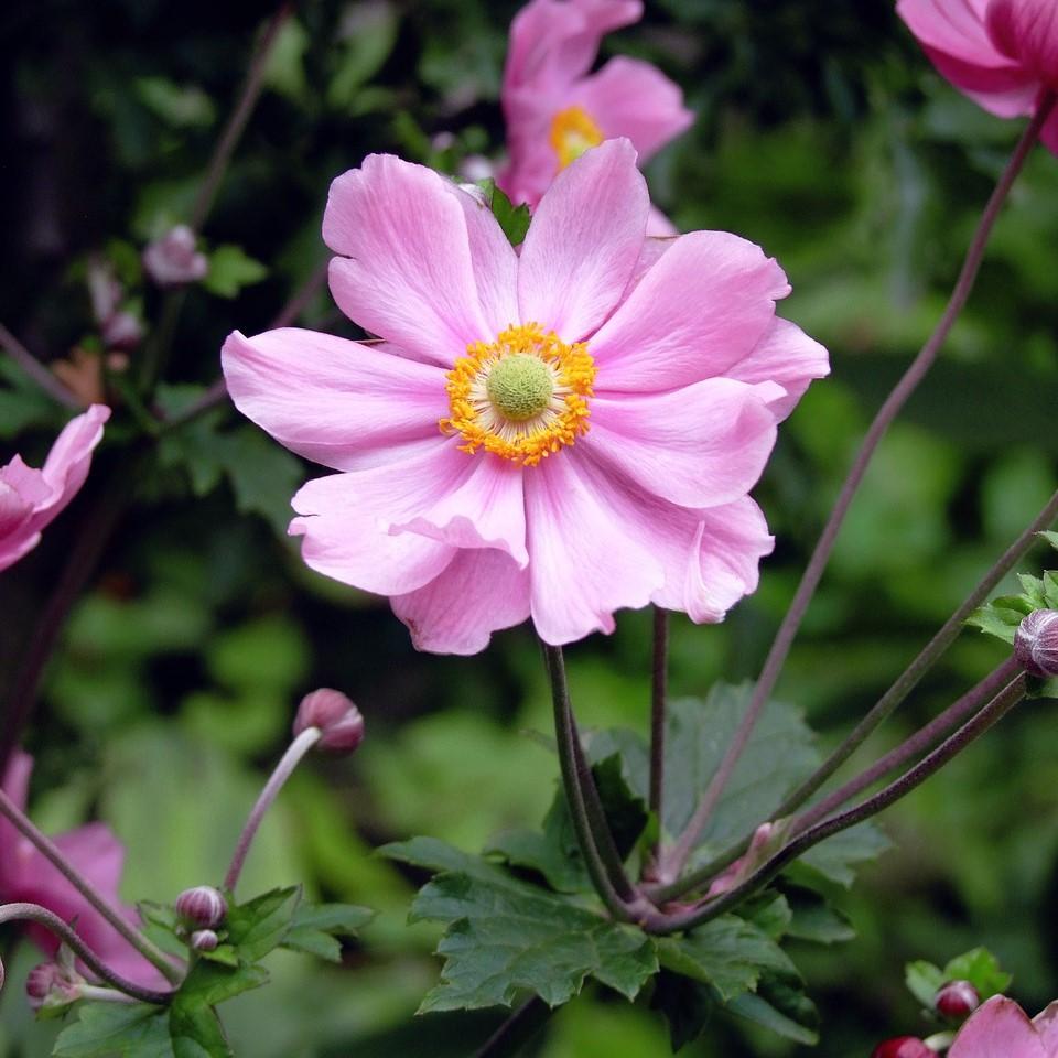 Anemone hupehensis 'Pocahontas' ~ Fantasy™ Pocahontas Anemone-ServeScape