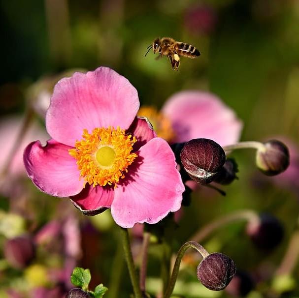 Anemone hupehensis 'Pretty Lady Diana' ~ Pretty Lady Diana Anemone-ServeScape