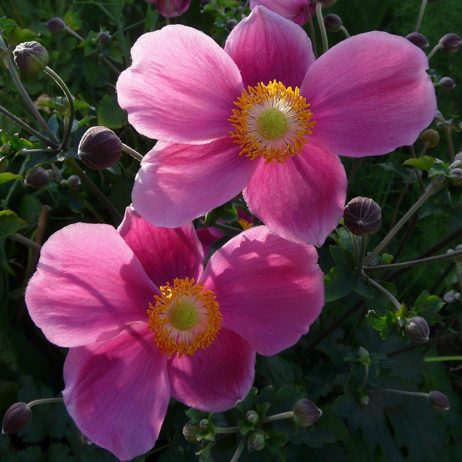 Anemone hupehensis 'Pretty Lady Diana' ~ Pretty Lady Diana Anemone - Delivered By ServeScape