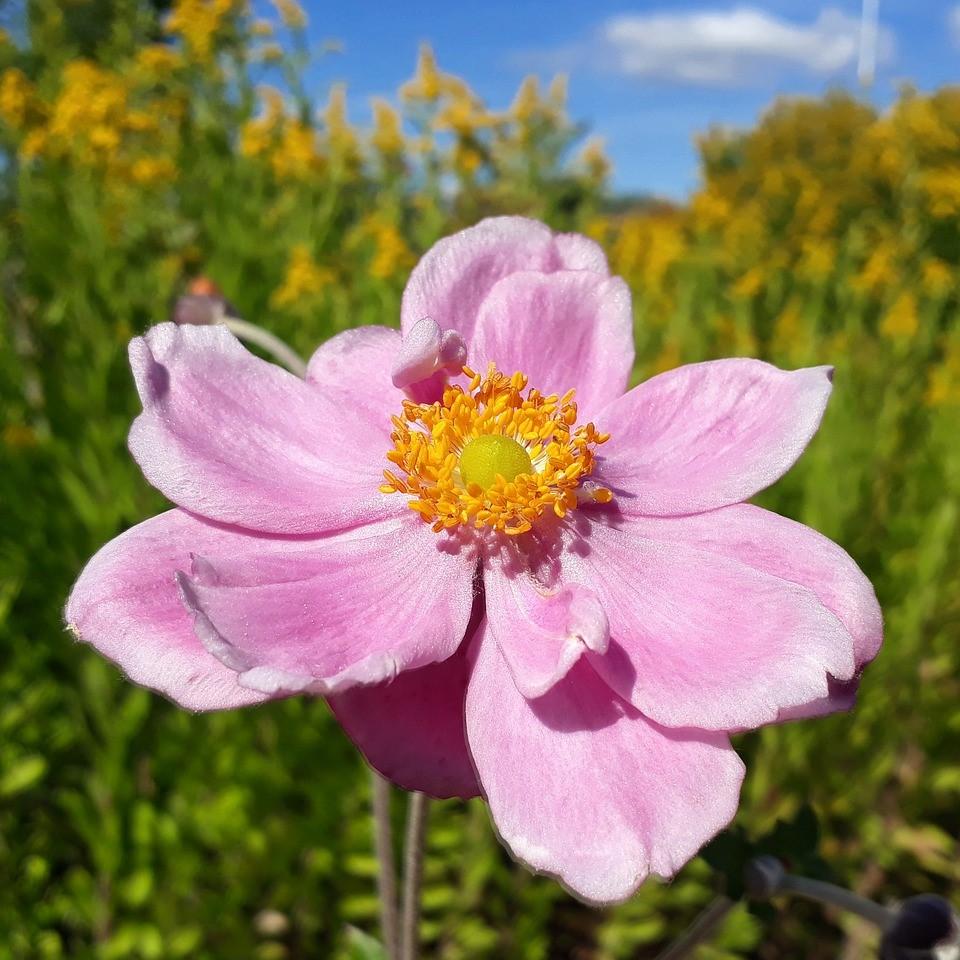 Anemone hupehensis 'Pretty Lady Emily' ~ Pretty Lady Emily Anemone, Windflower-ServeScape
