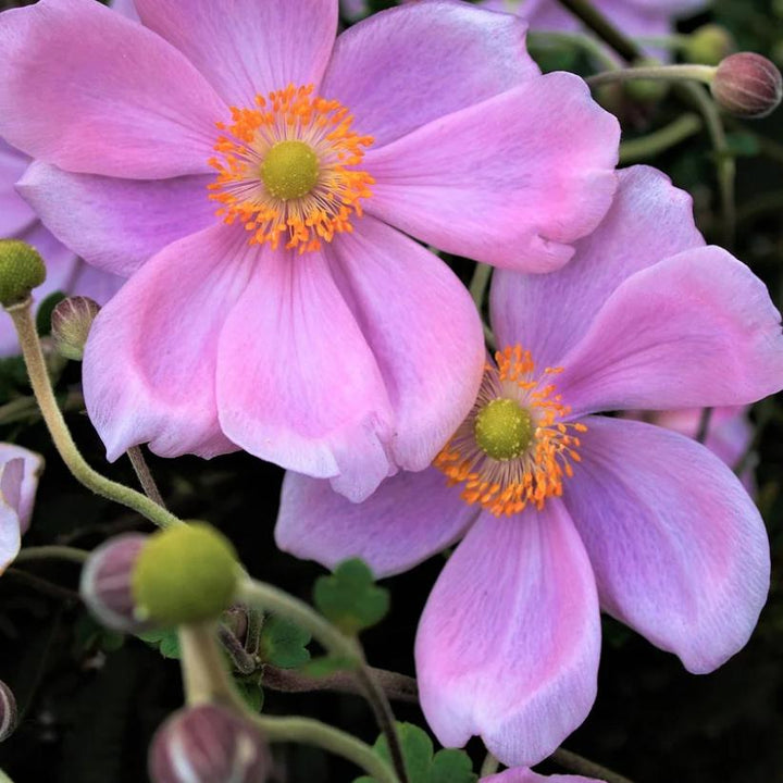 Anemone hupehensis 'Pretty Lady Emily' ~ Pretty Lady Emily Anemone, Windflower-ServeScape