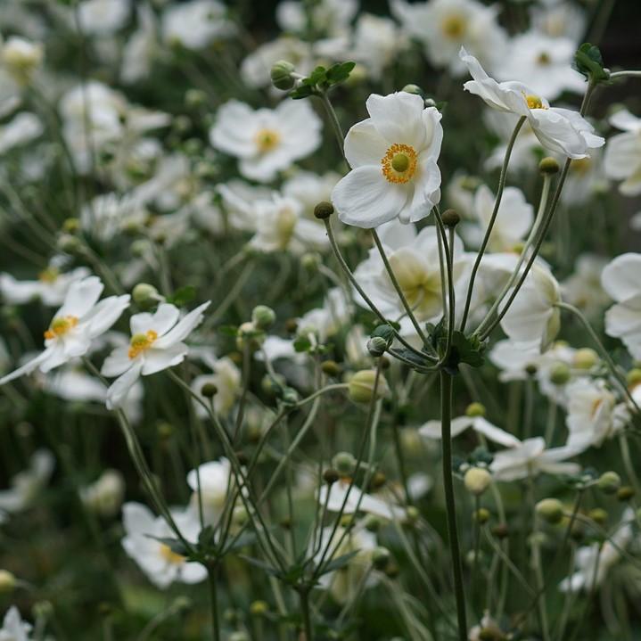 Anemone hupehensis 'Pretty Lady Maria' ~ Pretty Lady Maria Anemone-ServeScape