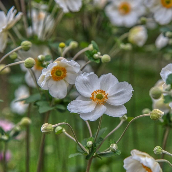 Anemone hupehensis 'Pretty Lady Maria' ~ Pretty Lady Maria Anemone-ServeScape