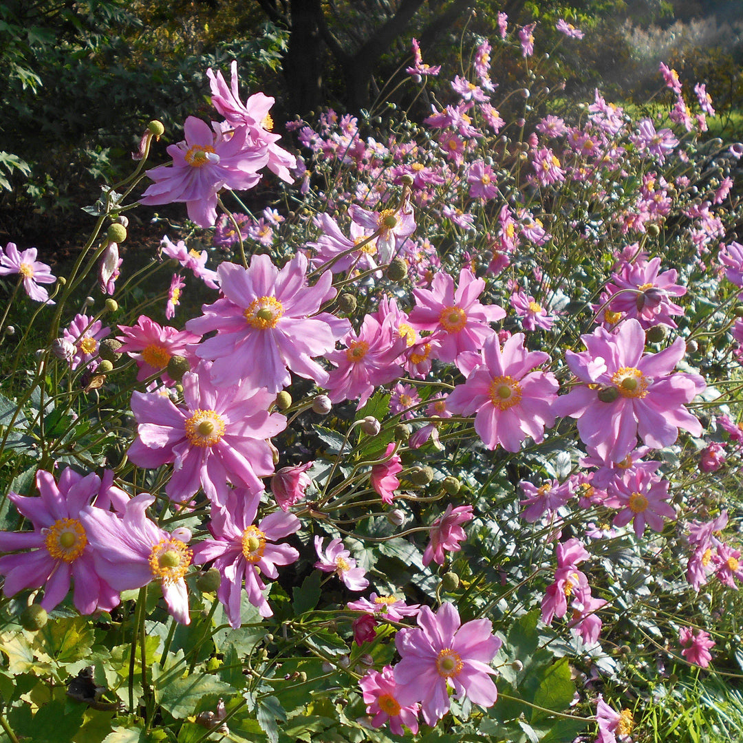 Anemone hupehensis var. japonica 'Pamina' ~ Panima Japanese Anemone-ServeScape