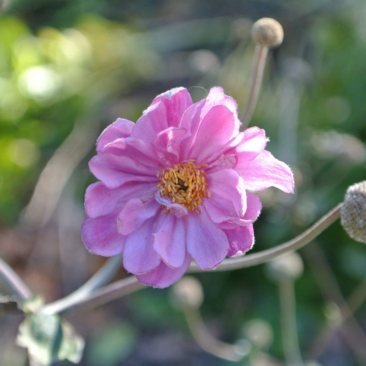 Anemone hupehensis var. japonica 'Pamina' ~ Panima Japanese Anemone-ServeScape