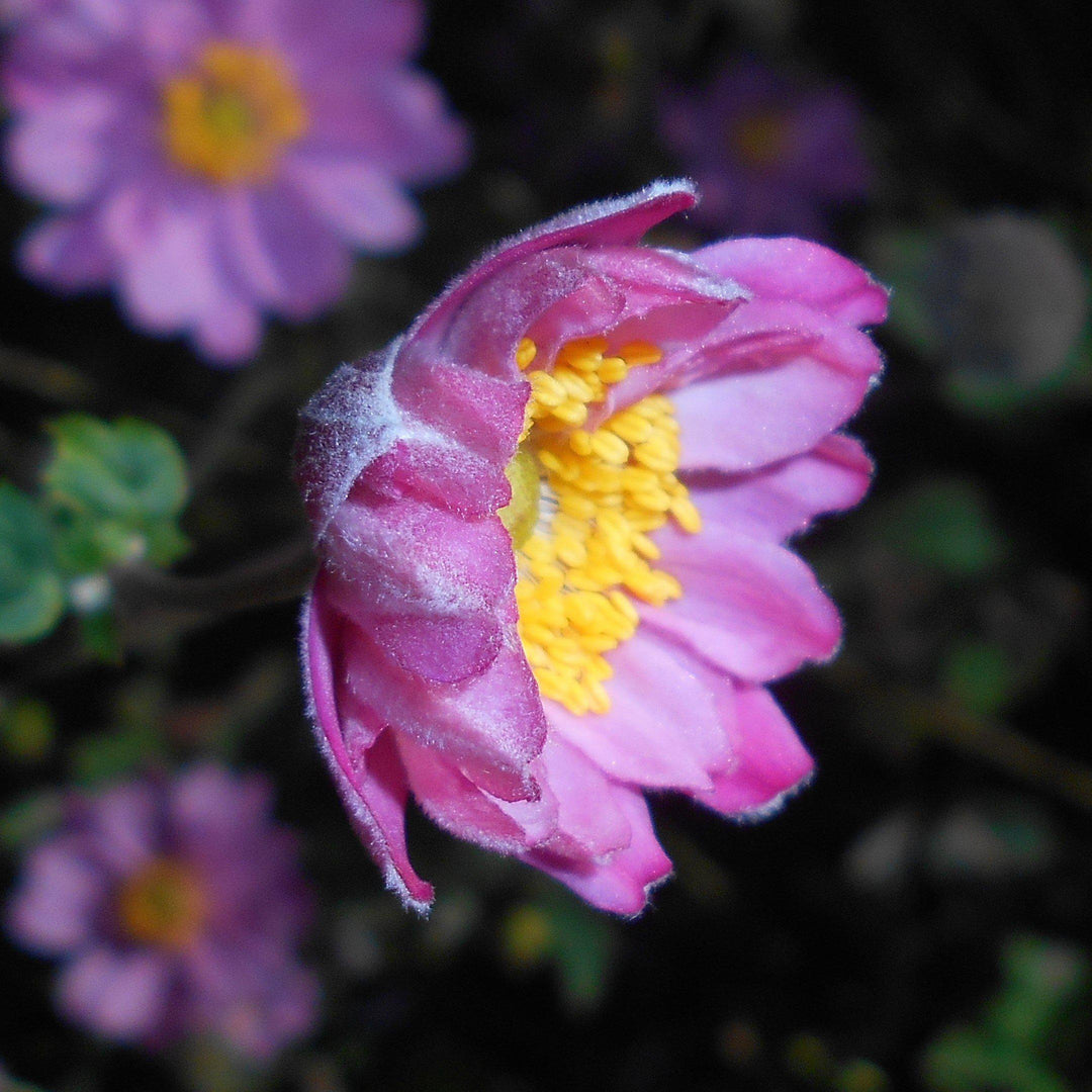 Anemone hupehensis var. japonica 'Pamina' ~ Panima Japanese Anemone-ServeScape