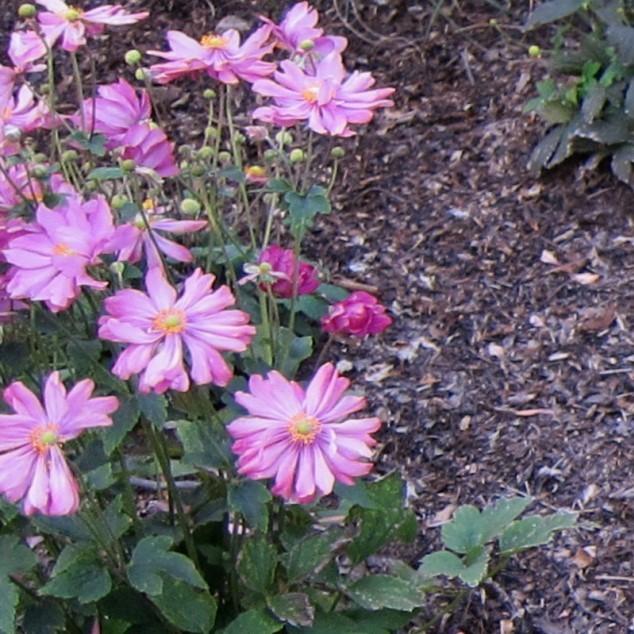 Anemone hupehensis var. japonica 'Pamina' ~ Panima Japanese Anemone - Delivered By ServeScape
