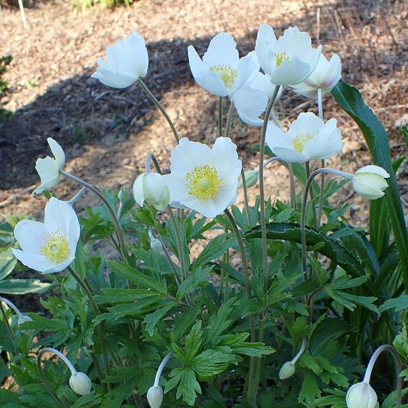 Anemone sylvestris ~ Snowdrop Anemone-ServeScape