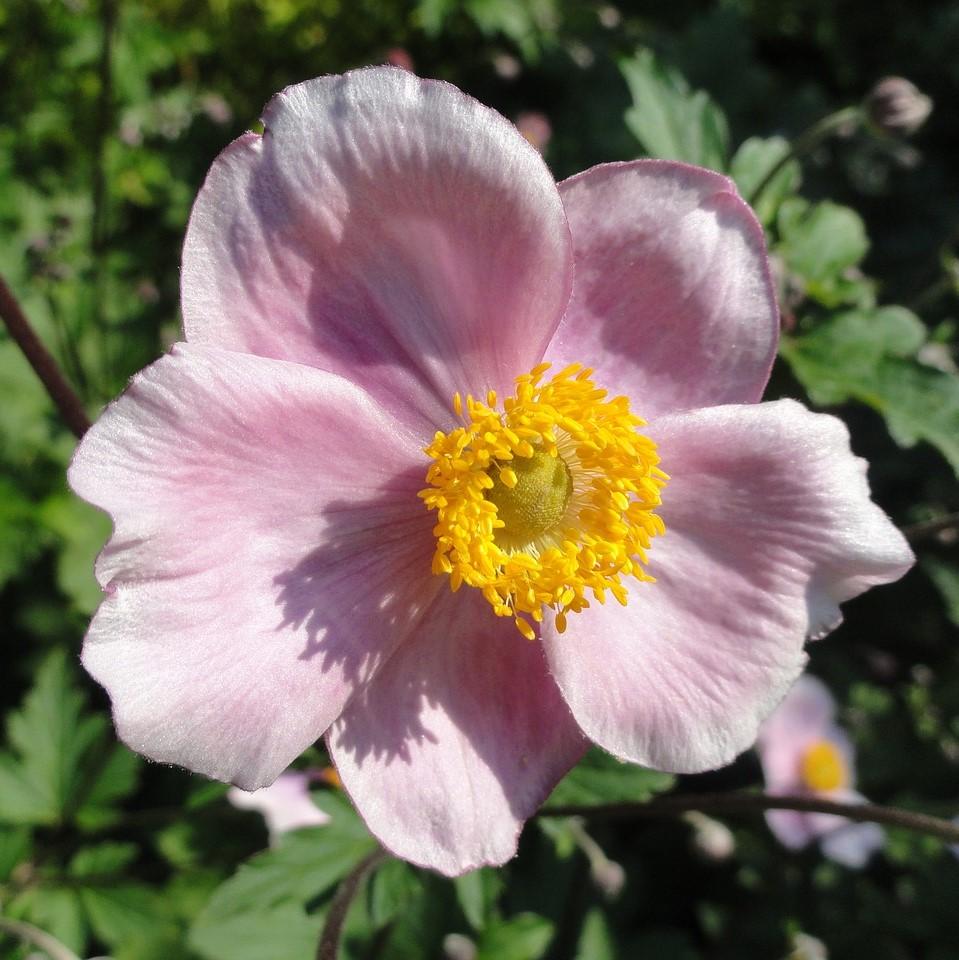Anemone tomentosa 'Robustissima' ~ Robustissima Grape Leaf Anemone-ServeScape
