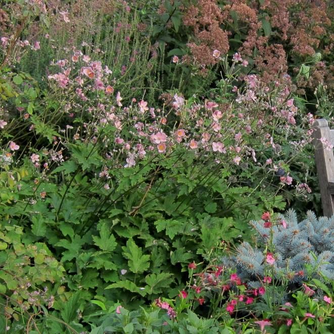 Anemone tomentosa 'Robustissima' ~ Robustissima Grape Leaf Anemone-ServeScape