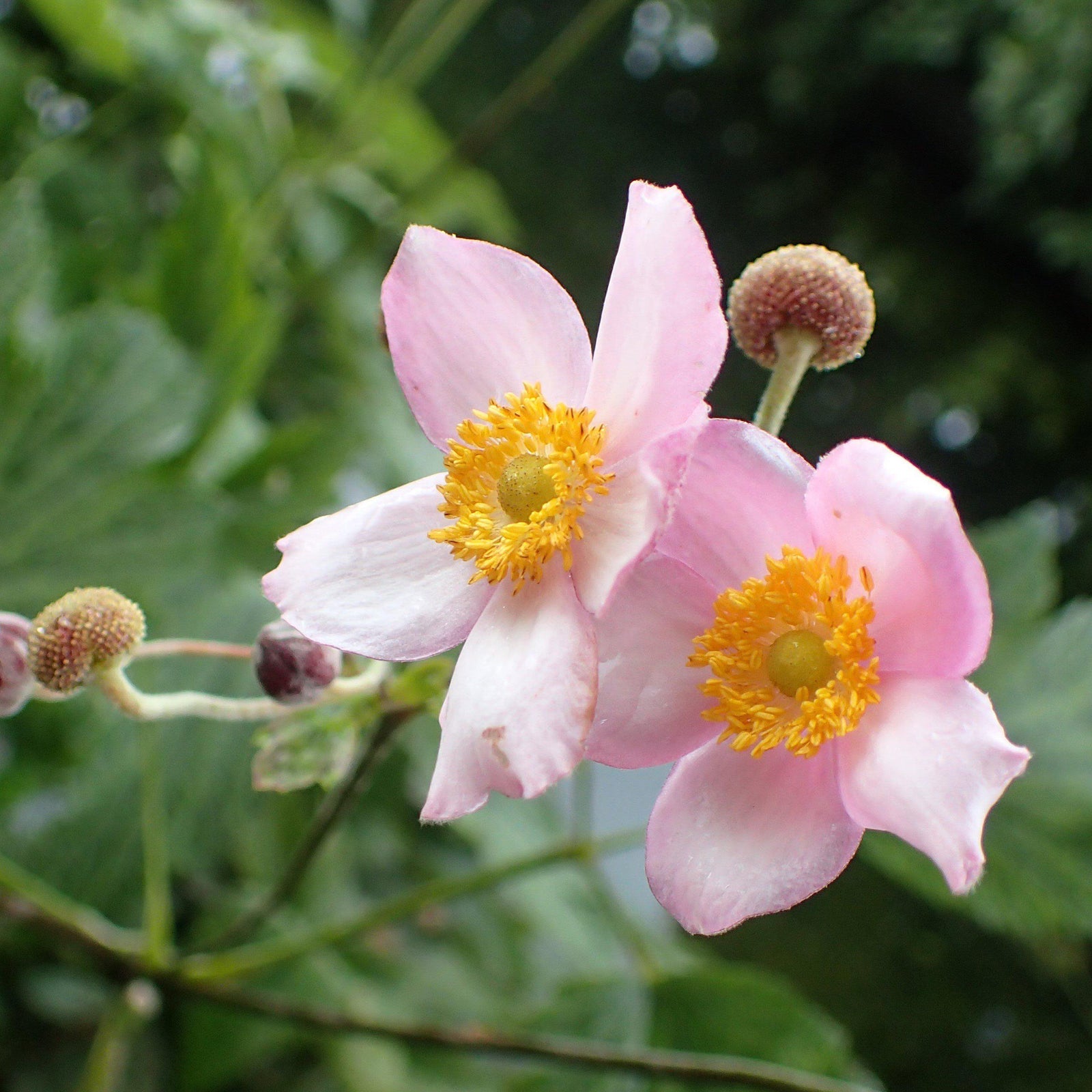 Anemone tomentosa 'Robustissima' ~ Robustissima Grape Leaf Anemone - Delivered By ServeScape