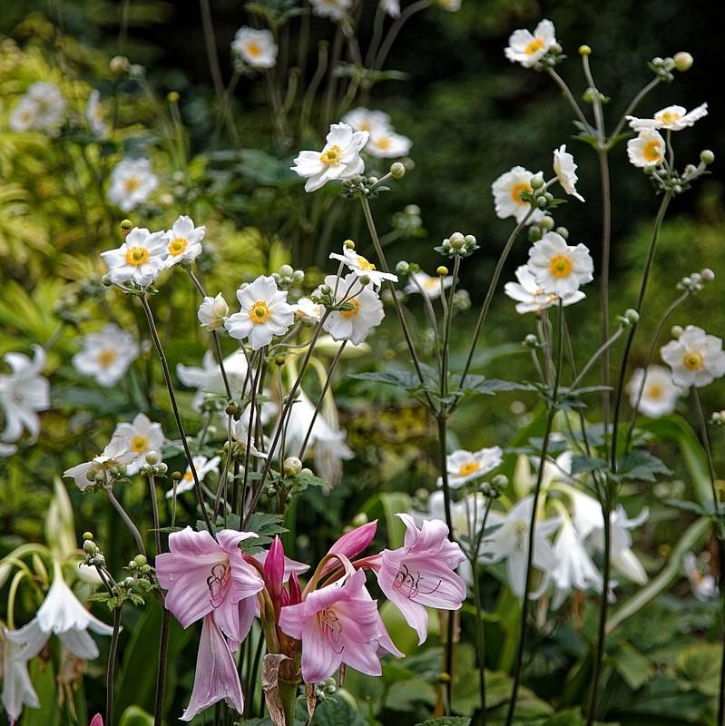 Anemone x hybrida 'Honorine Jobert' ~ Honorine Jobert Anemone-ServeScape