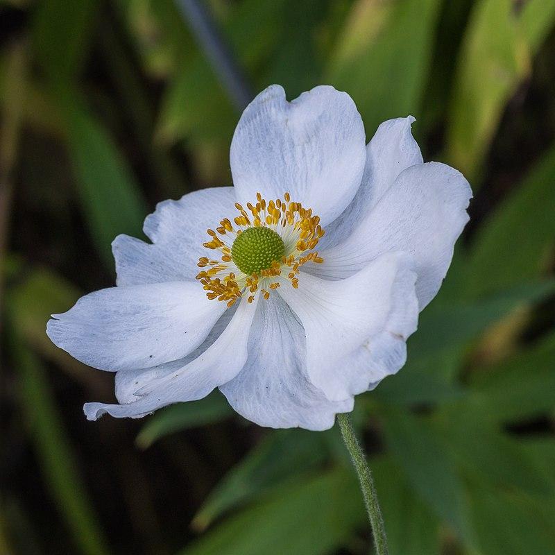 Anemone x hybrida 'Honorine Jobert' ~ Honorine Jobert Anemone-ServeScape