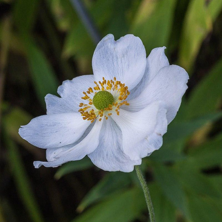 Anemone x hybrida 'Honorine Jobert' ~ Honorine Jobert Anemone-ServeScape