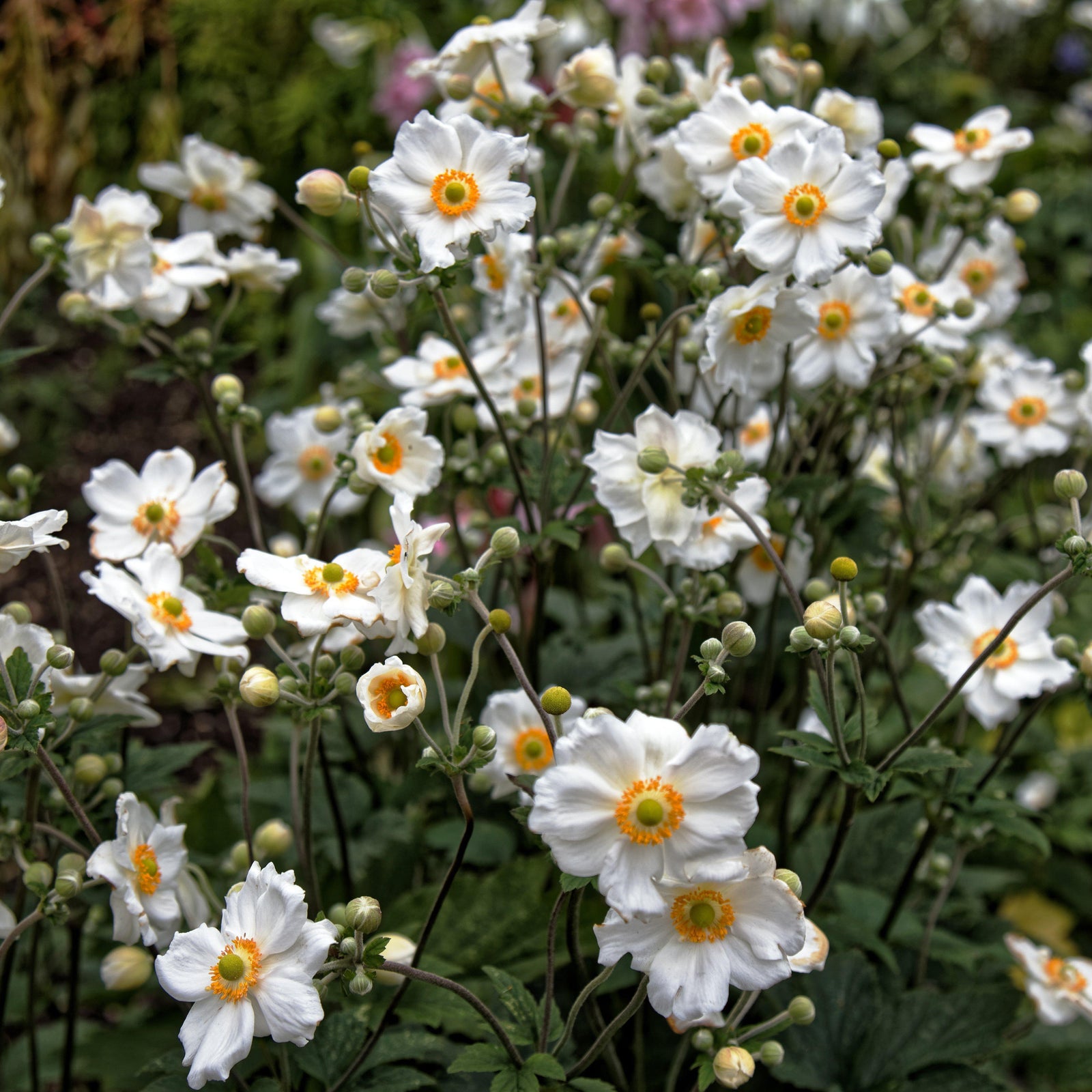 Anemone x hybrida 'Honorine Jobert' ~ Honorine Jobert Anemone - Delivered By ServeScape