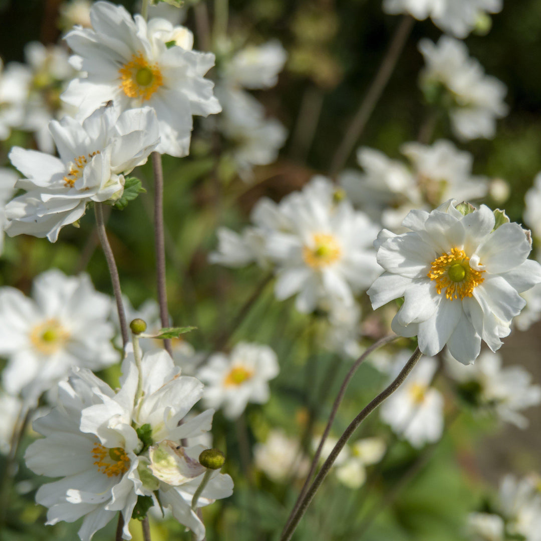 Anemone x hybrida 'Whirlwind' ~ Whirlwind Anemone-ServeScape