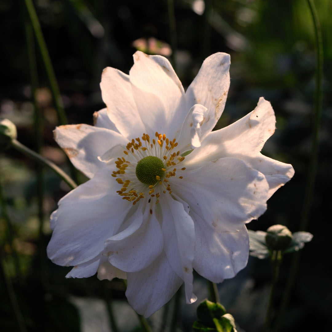 Anemone x hybrida 'Whirlwind' ~ Whirlwind Anemone-ServeScape