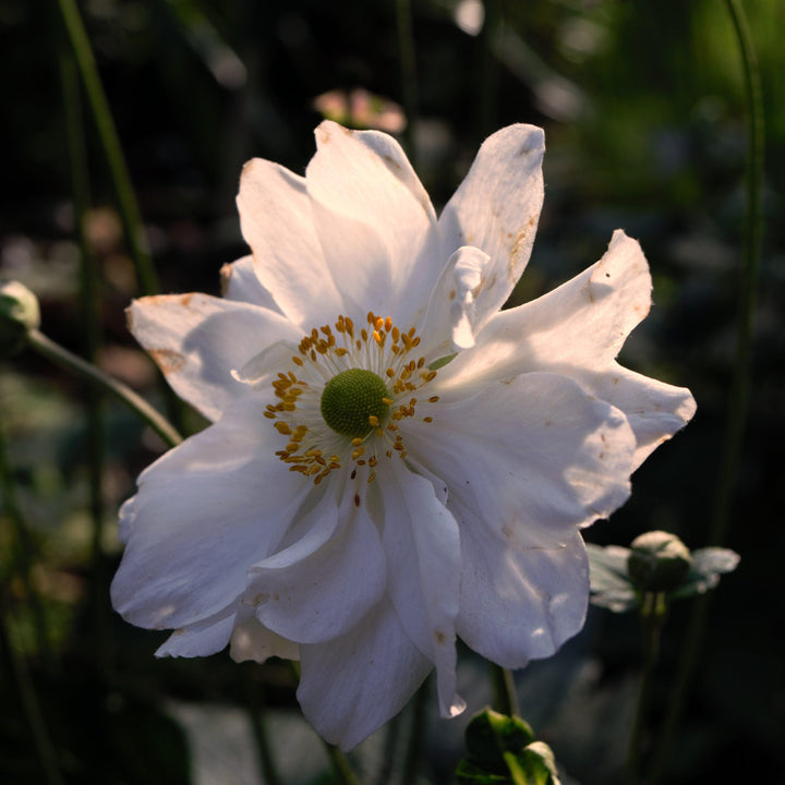 Anemone x hybrida 'Whirlwind' ~ Whirlwind Anemone-ServeScape