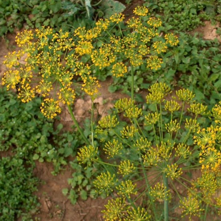 Anethum graveolens ~Dill - Delivered By ServeScape