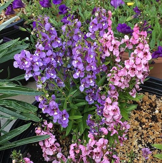 Angelonia angustifolia 'PAS1141443'' ~ Serena® Blue Summer Snapdragon-ServeScape