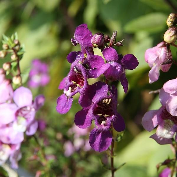 Angelonia angustifolia 'PAS1180781' ~ Serena® Purple Summer Snapdragon-ServeScape