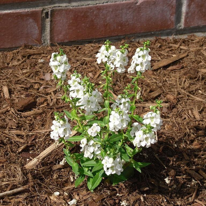 Angelonia angustifolia 'PAS1209522' ~ Serena® White Summer Snapdragon-ServeScape