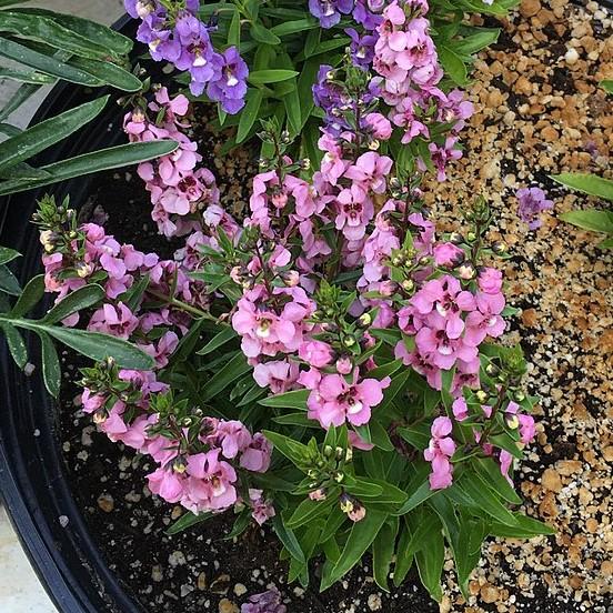 Angelonia angustifolia 'PAS933541' ~ Serenita® Pink Summer Snapdragon-ServeScape